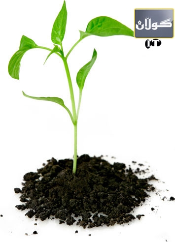 قەڵەمیش دەچێندرێت!